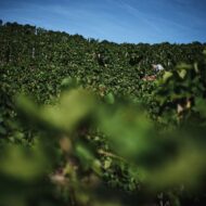 CLAPE_REPORTAGE_VENDANGES_2017_ (25)