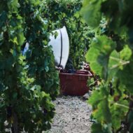CLAPE_REPORTAGE_VENDANGES_2017_ (50)