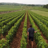 Domaine Henri Boillot