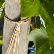 Reportage vin Chapuis