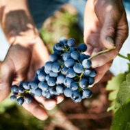 Reportage vin Chapuis