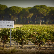 Bodegas VEGA SICILIA