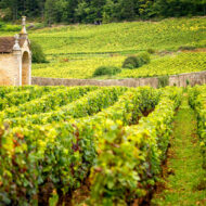 domaine groffier vignes