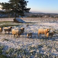 mouton avril 2021