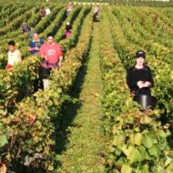 vendanges004-Confuron-e1354067655562