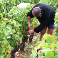 vendanges015-JJC-e1354069027274