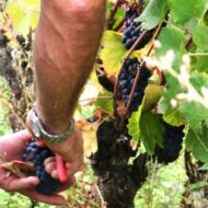 vendanges023-JJC-e1354069262301